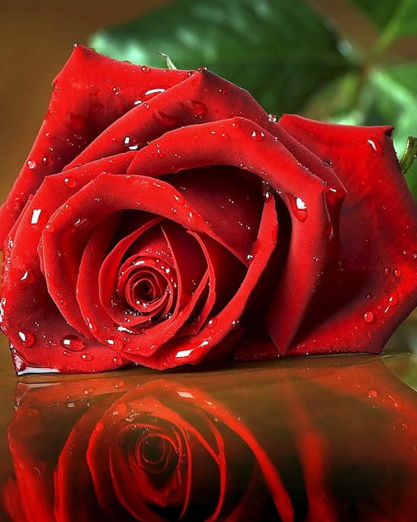 Maria Guadalupe Trevino Profile Photo