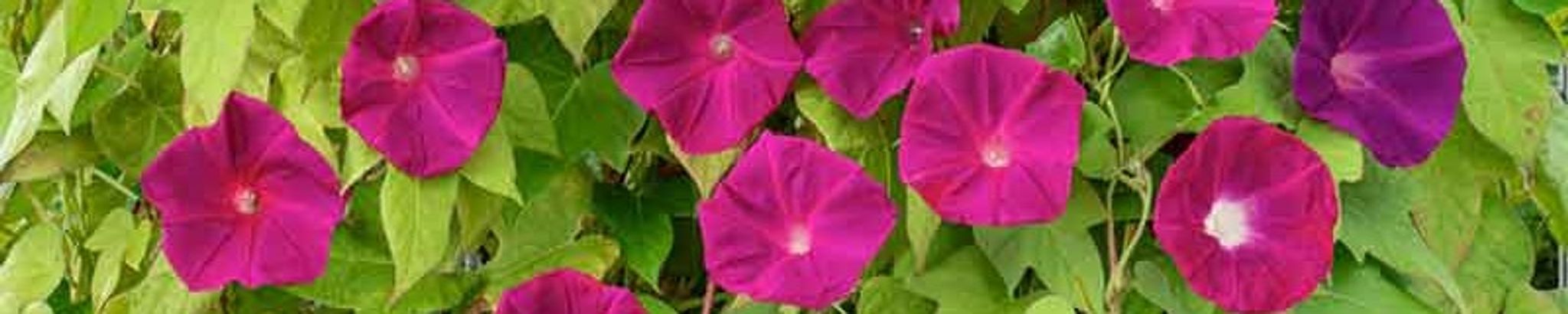 Cover for Carmen Mary Quintana's Obituary