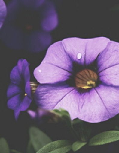 Janet C Winters Profile Photo