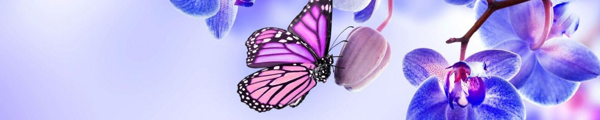 Cover photo for April Suzanne Jones's Obituary
