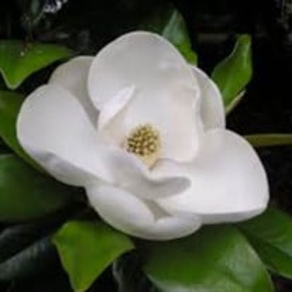 June Bullard