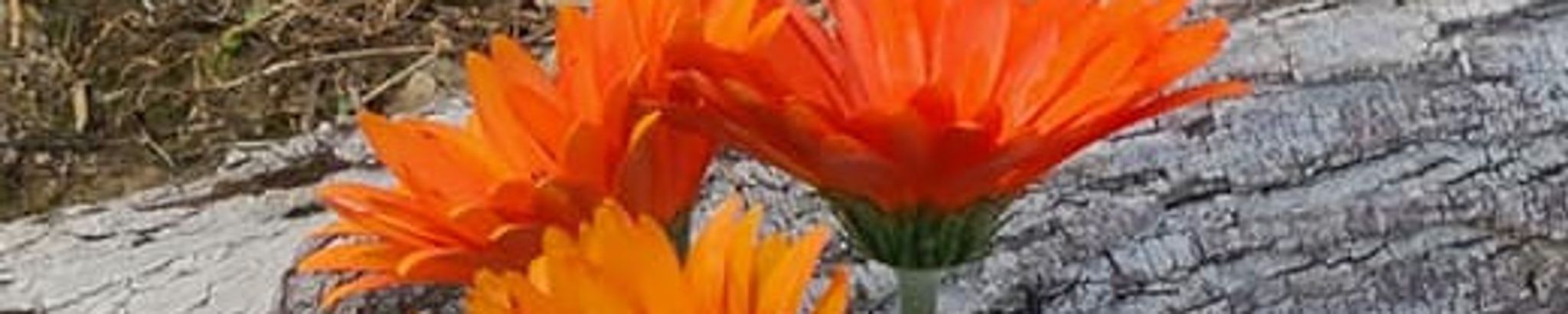 Cover photo for Louis Andrew Achimon, Jr.'s Obituary