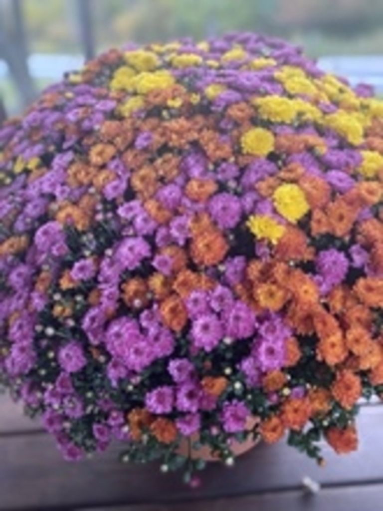 Patricia Jane Pavlic Profile Photo