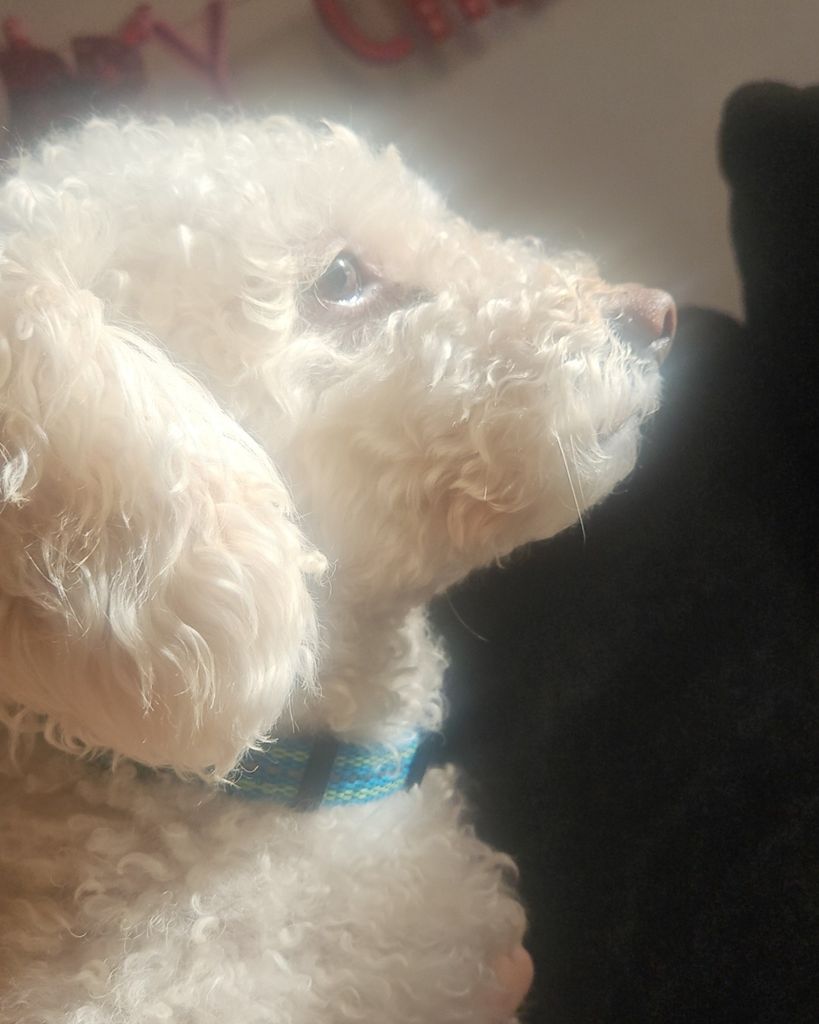 Snoopy Doop Profile Photo