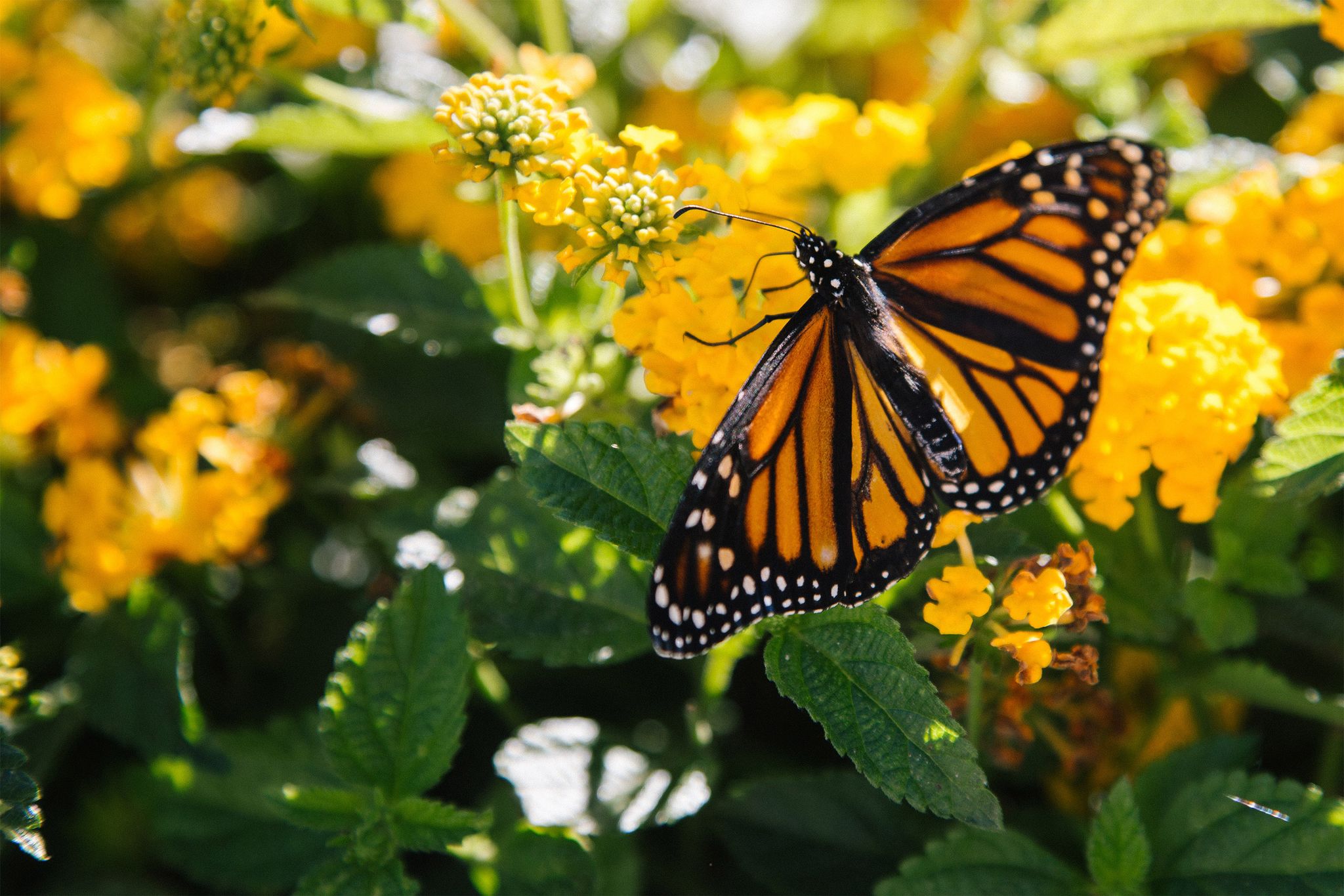 Cover photo for Gloria J. "Jean" Bearman's Obituary