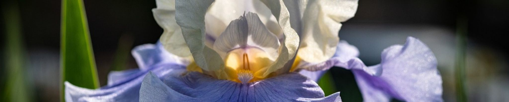 Cover for Betty Jean Anderson's Obituary