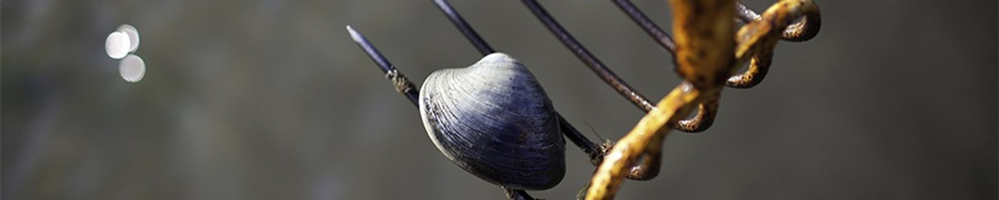 Cover for Charles "Charlie" Clifford Hotcaveg III's Obituary