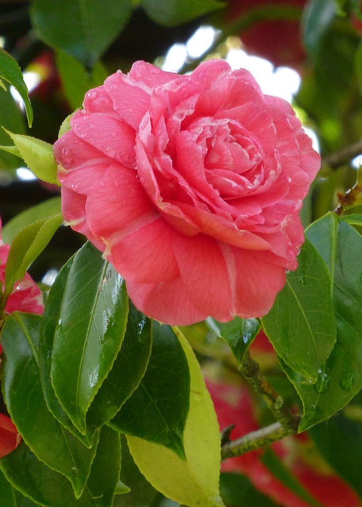 Ruth J Tucker