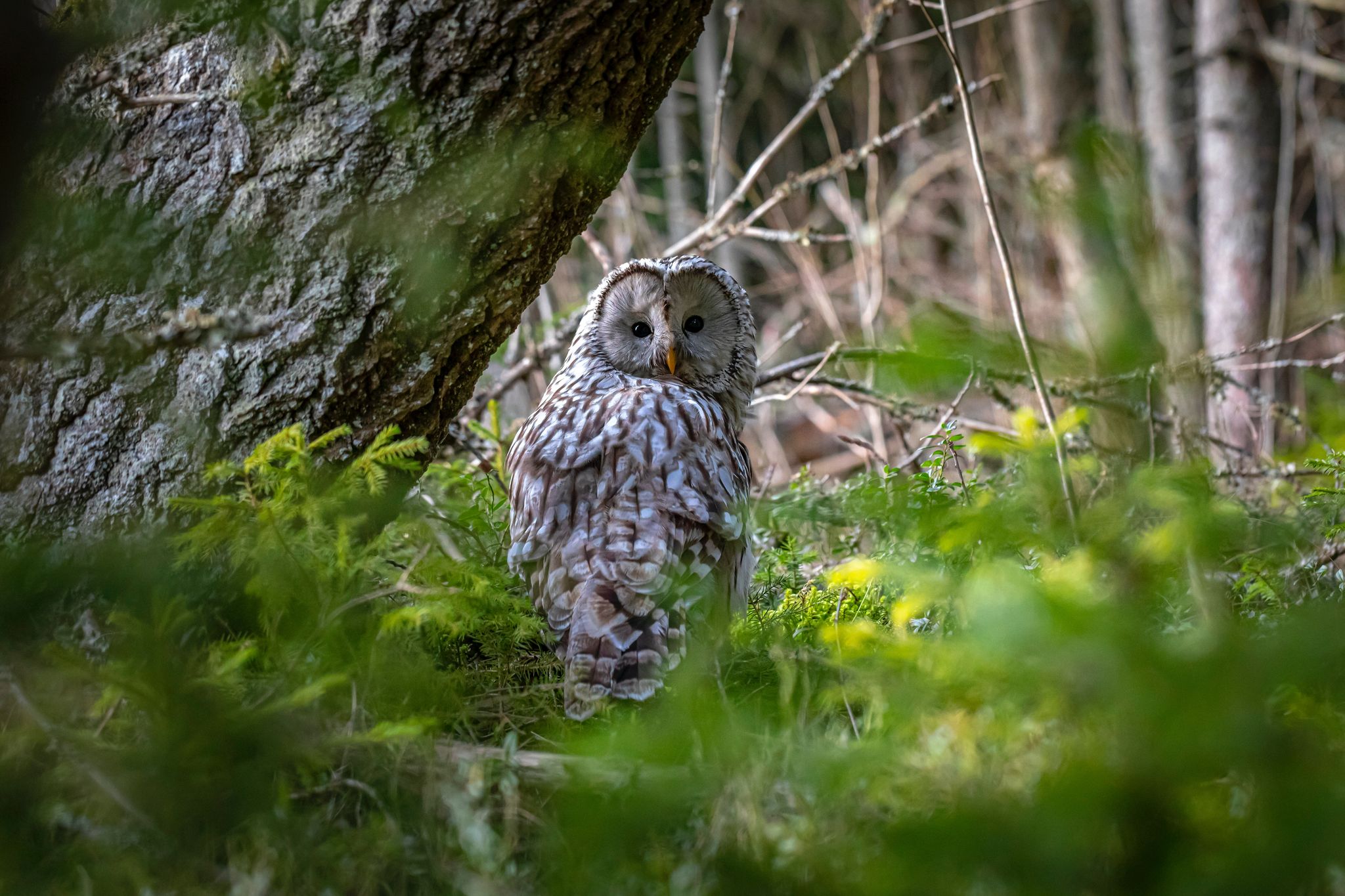 Cover for Lois Fay Gibson's Obituary