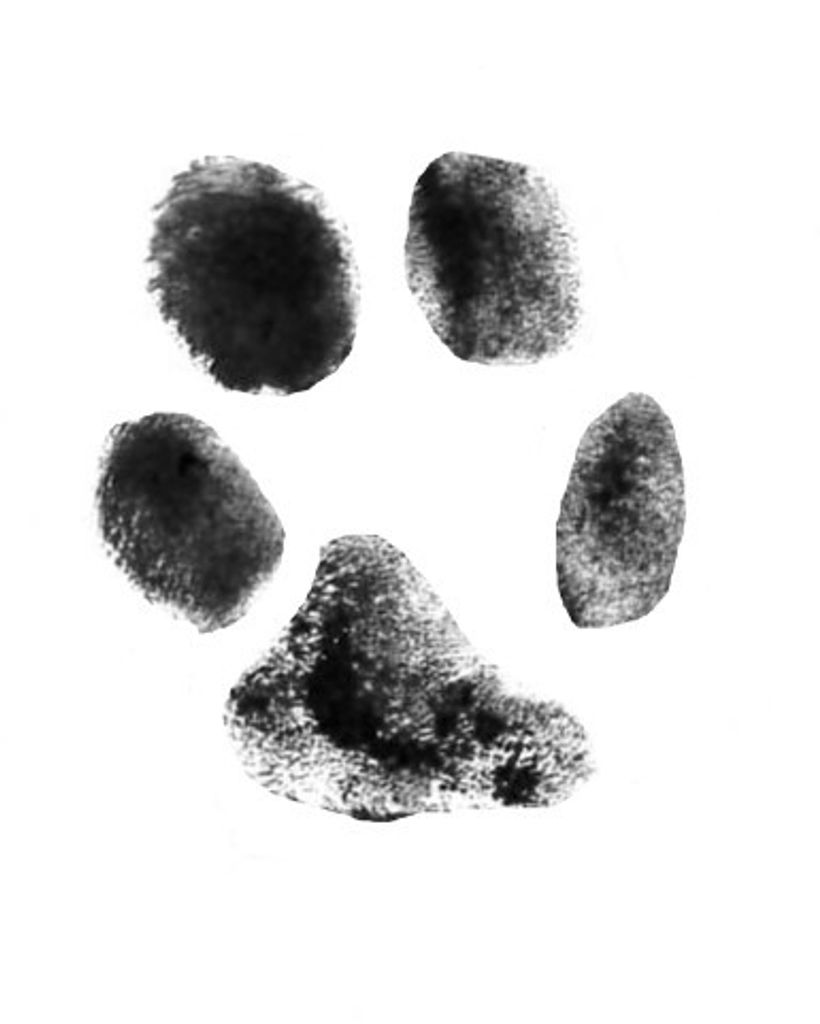 Rusty Parks Profile Photo