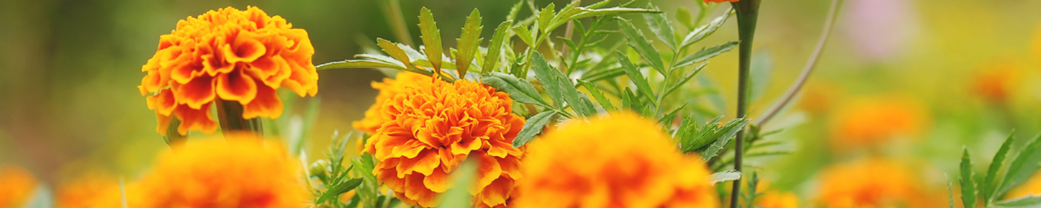 Cover photo for Darlene Ruth-Lois Mack's Obituary