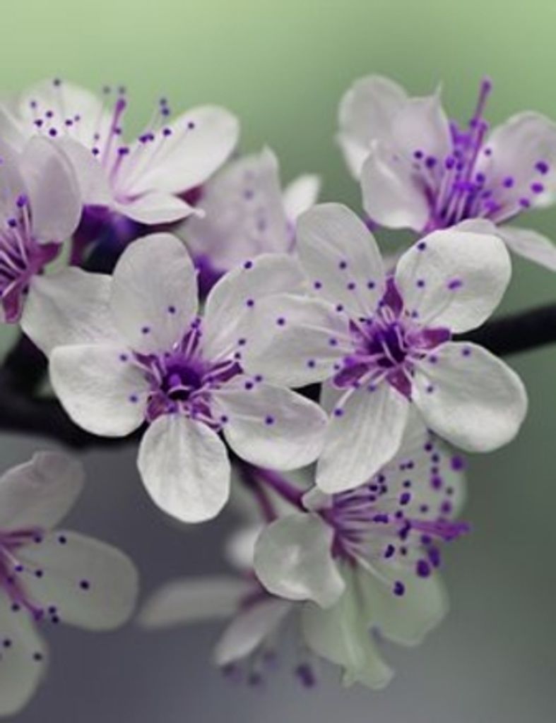 Kay Frances Dejaeger