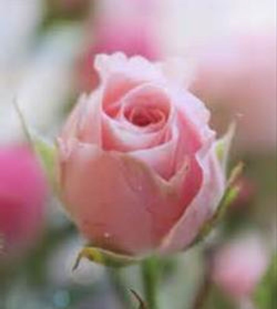 Betty Stogner Blakley