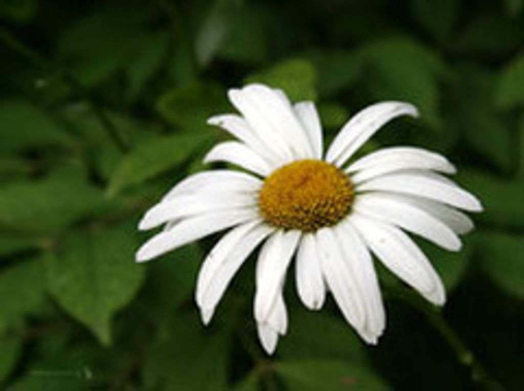 Emily Rose (Beckum)  Morgan