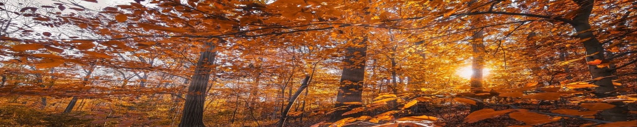 Cover for Sha Alf's Obituary