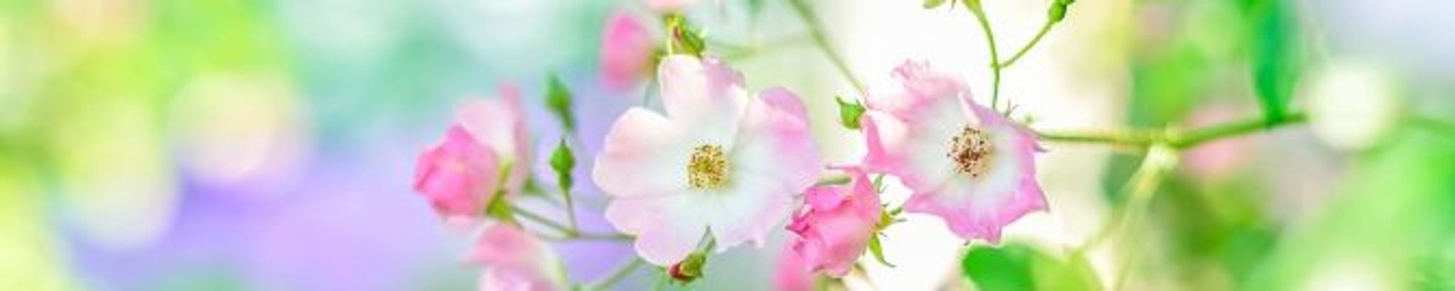 Cover photo for Joyce Walls's Obituary