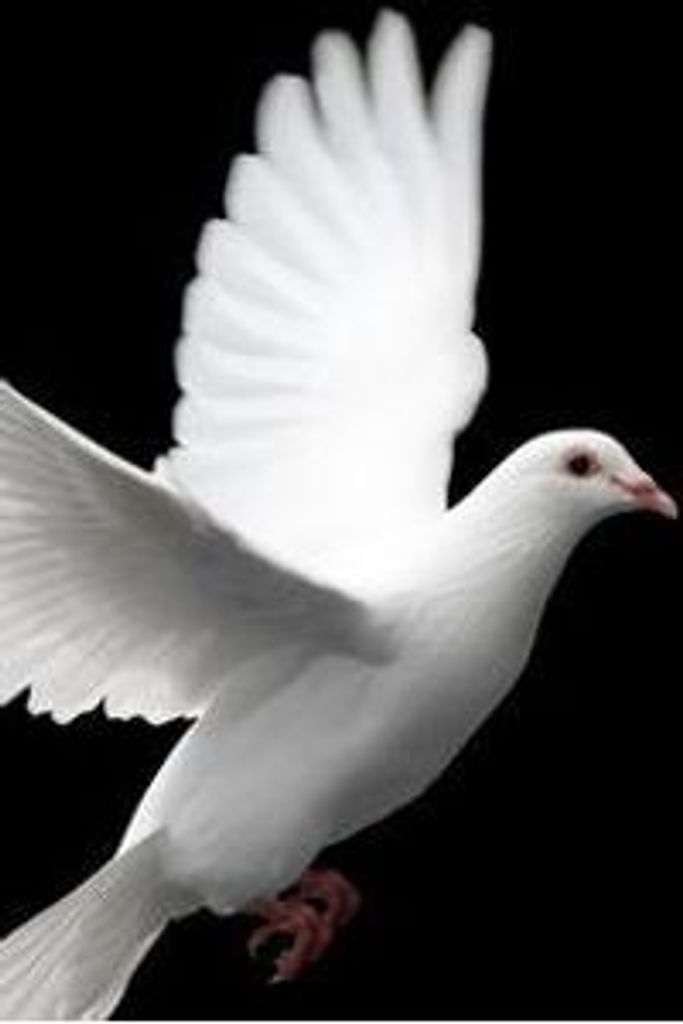 Warren Chesson Profile Photo