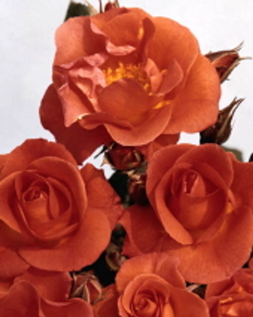Theodora G. Bland "Dora"