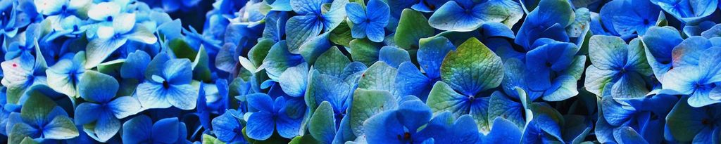 Cover photo for Diane Marie Marques Felker's Obituary