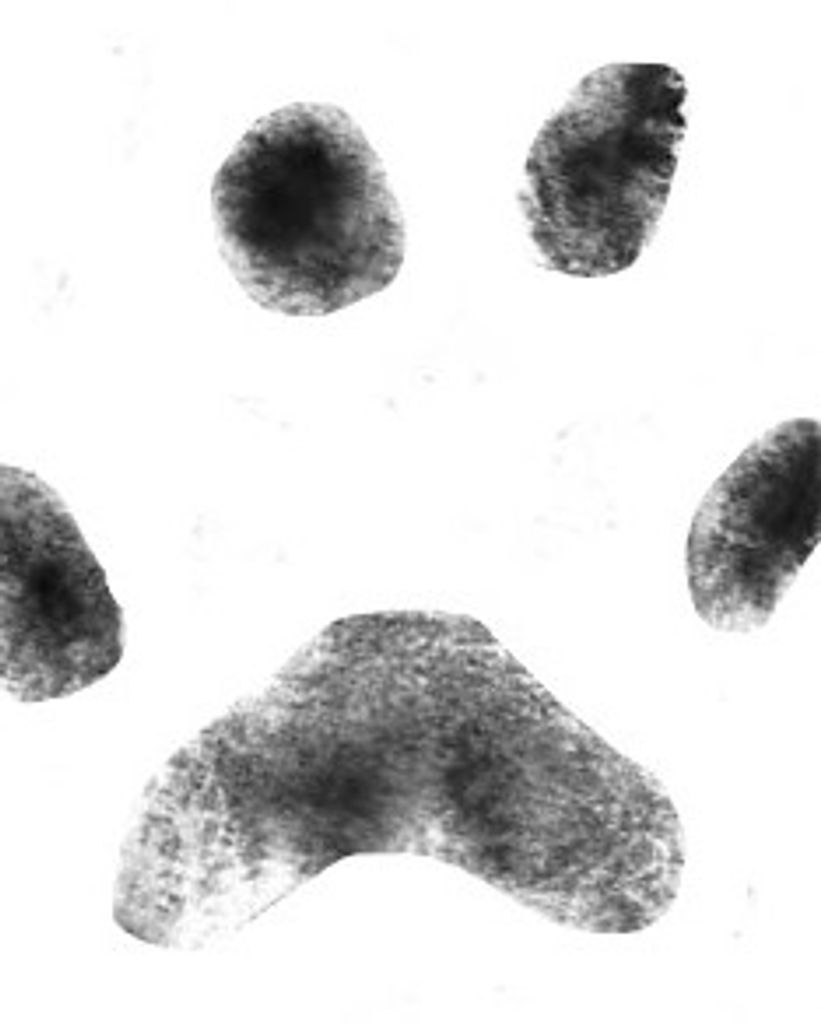 Tonto Dills Profile Photo