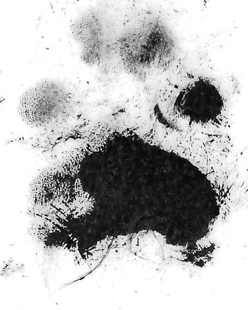 Pugsly Moore Profile Photo