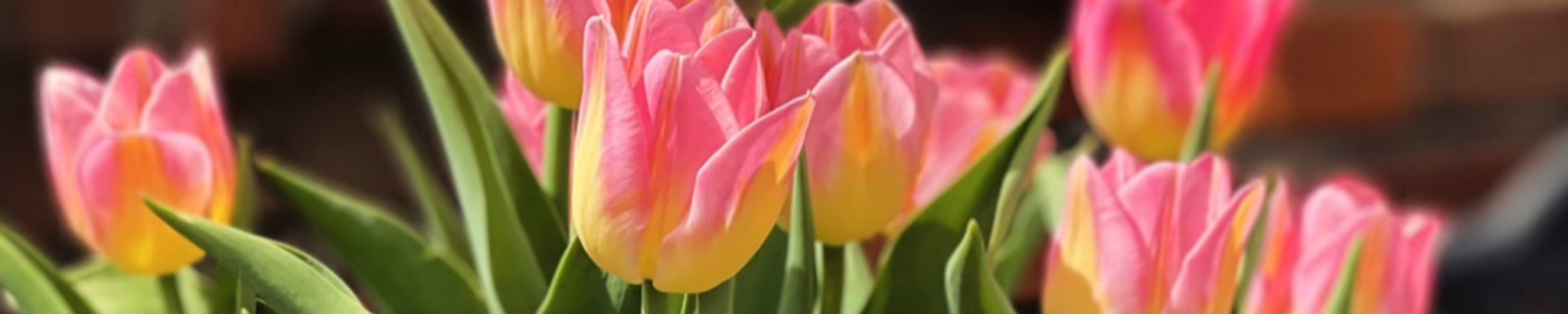Cover photo for Anita Claire (Templeton) Thornton's Obituary