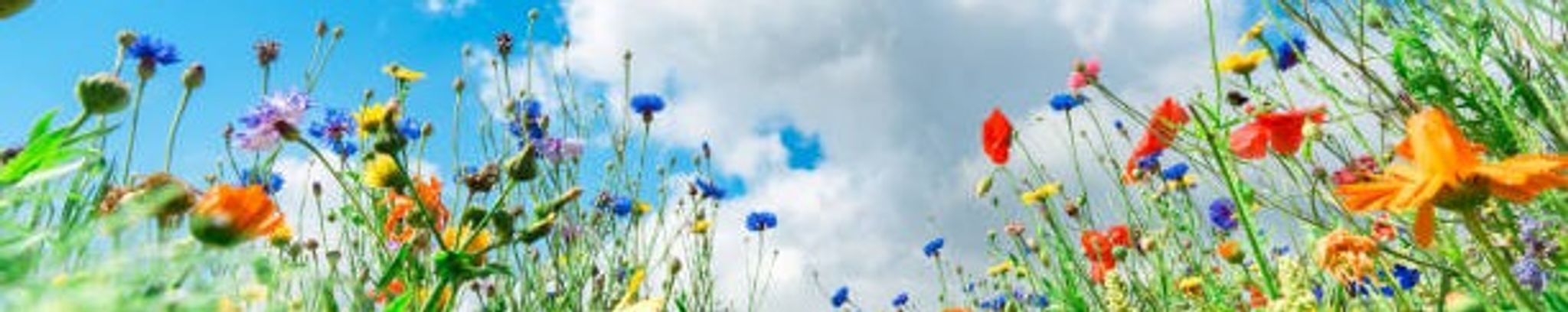 Cover for Jessica Anne Nash's Obituary