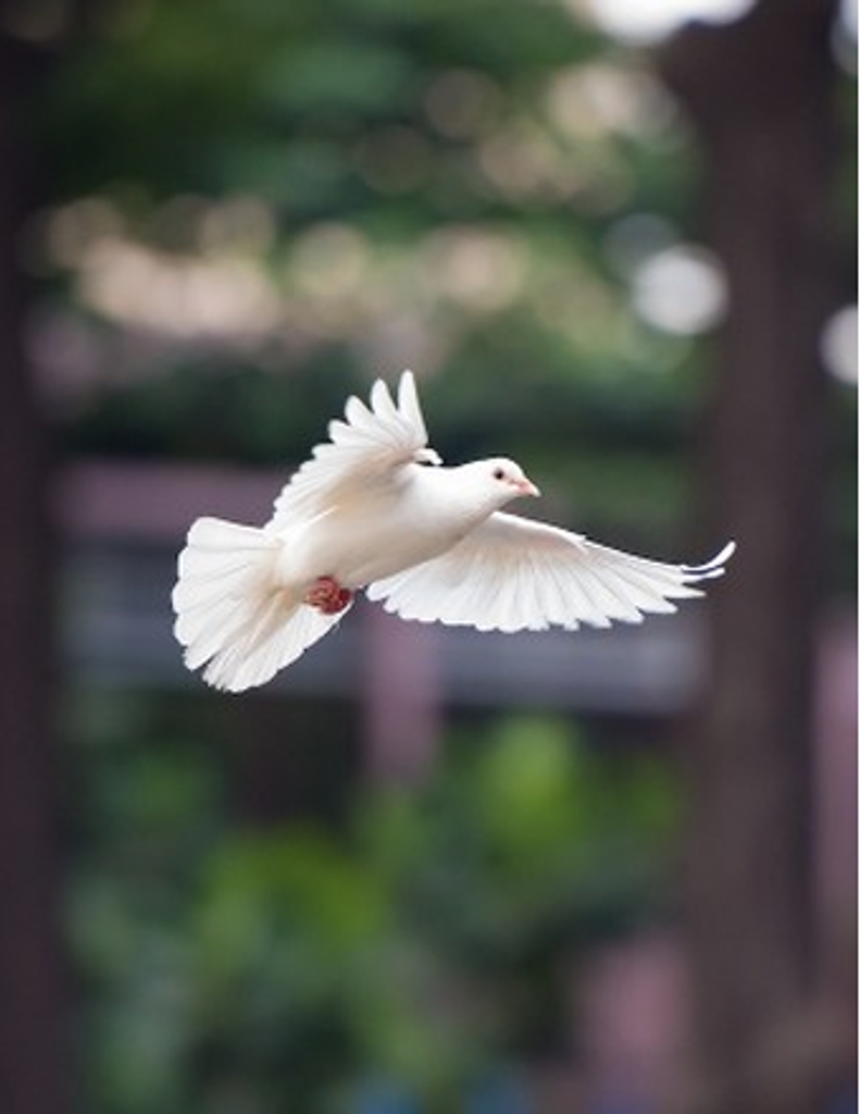 Georgia Ann (Duncan) Brown Profile Photo