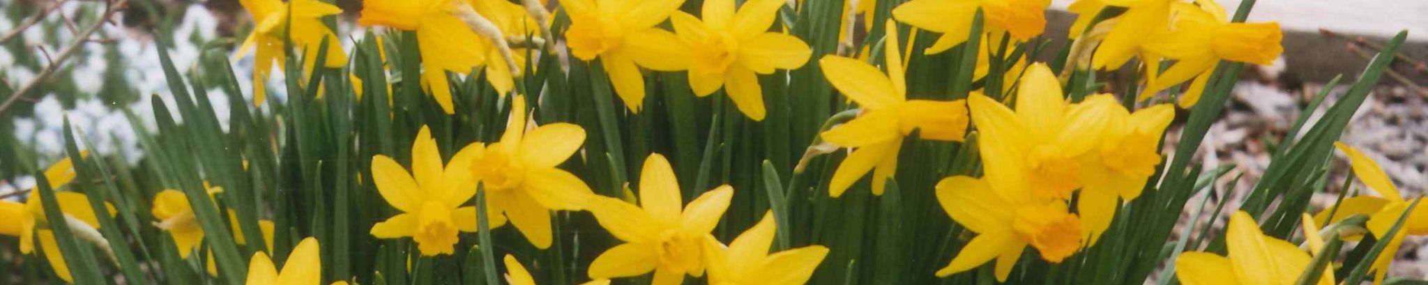 Cover for Cara Cleaver's Obituary