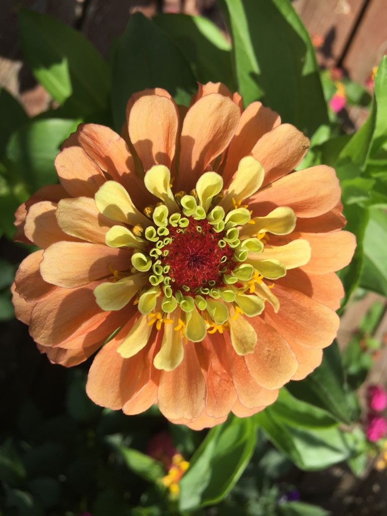 Sarah L. Olson Rosenbaum