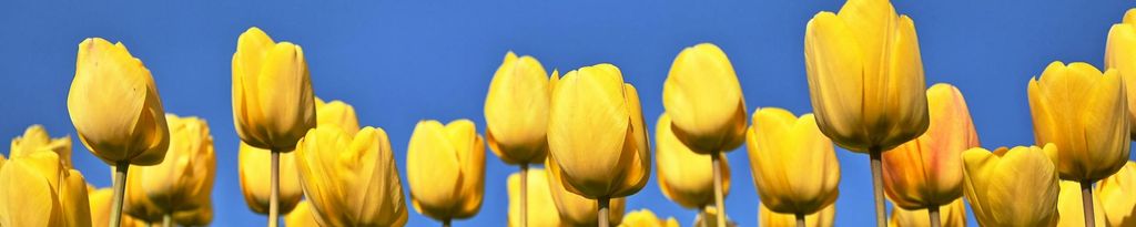 Cover photo for Cora Sigrid Crisp's Obituary