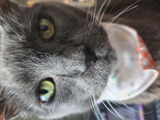 Buddy Free Profile Photo