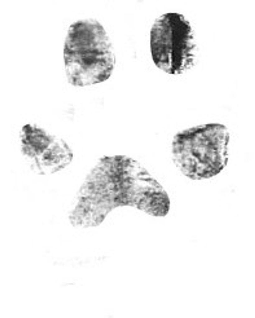 Jazz Cooke Profile Photo
