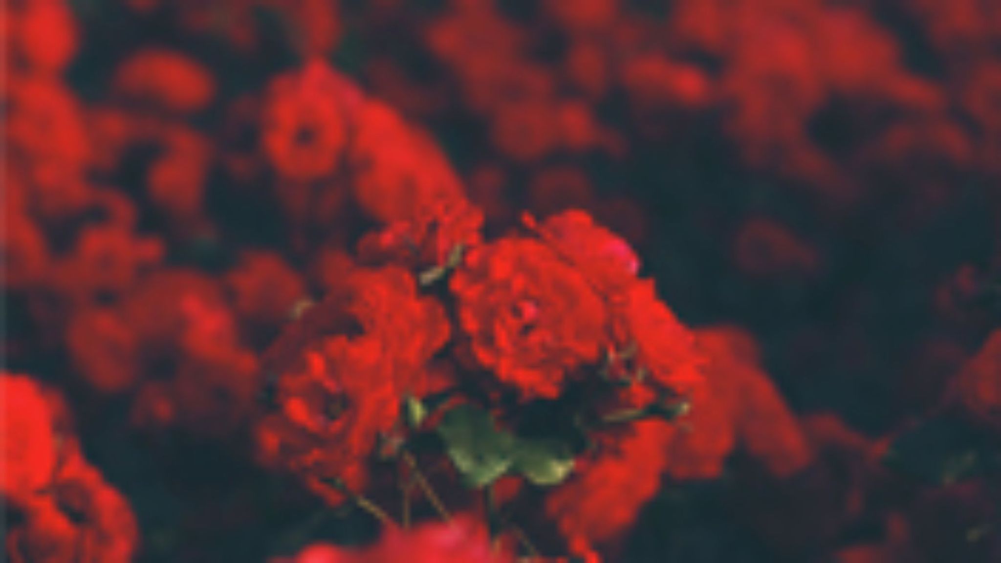 Cover photo for Mary  Louise Alexander's Obituary