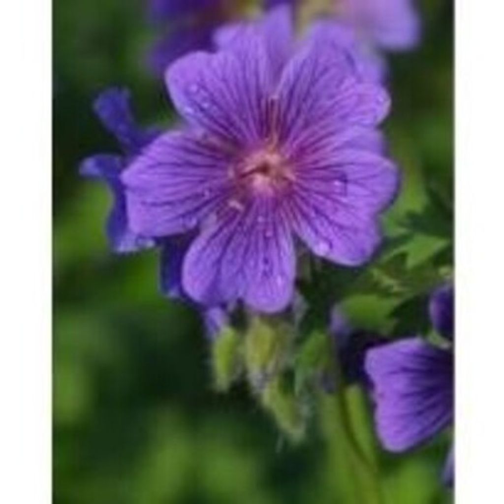 Beatrice "Bea" Watkins