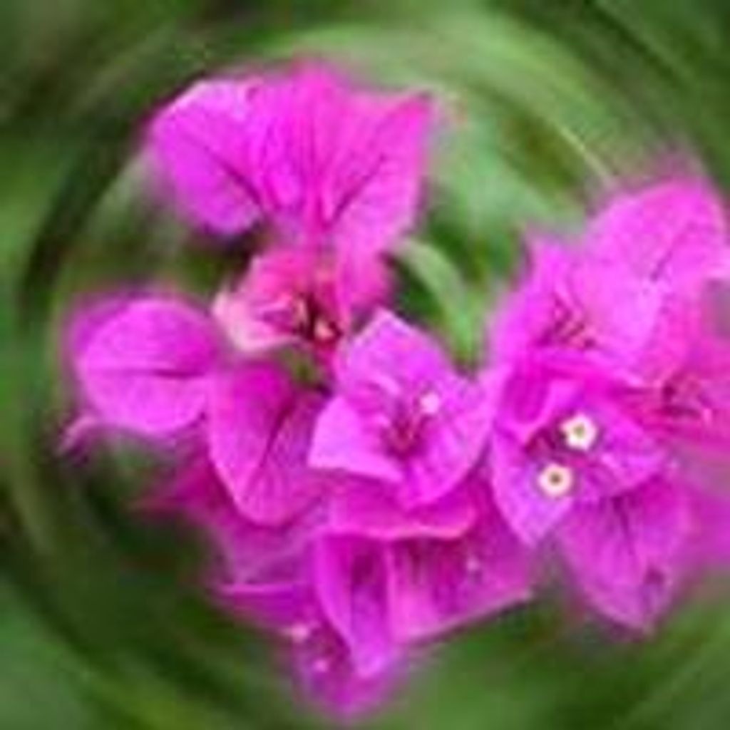 Brenda  Eileen Poore