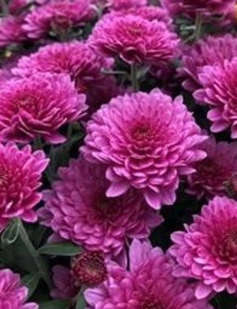 Enola Thomas Jackson Profile Photo