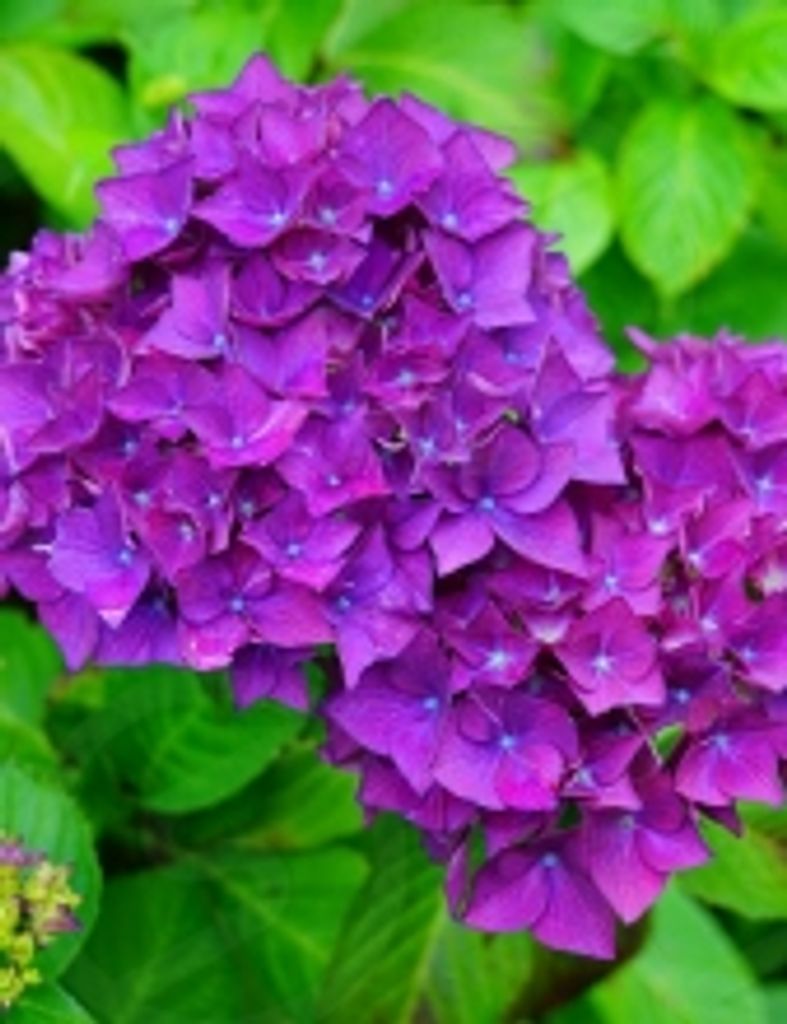 Sara Elizabeth Huschke