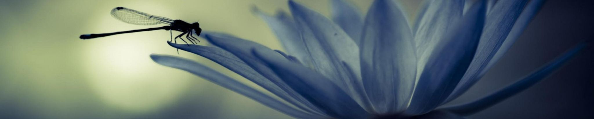 Cover photo for Lisa A. Sears's Obituary