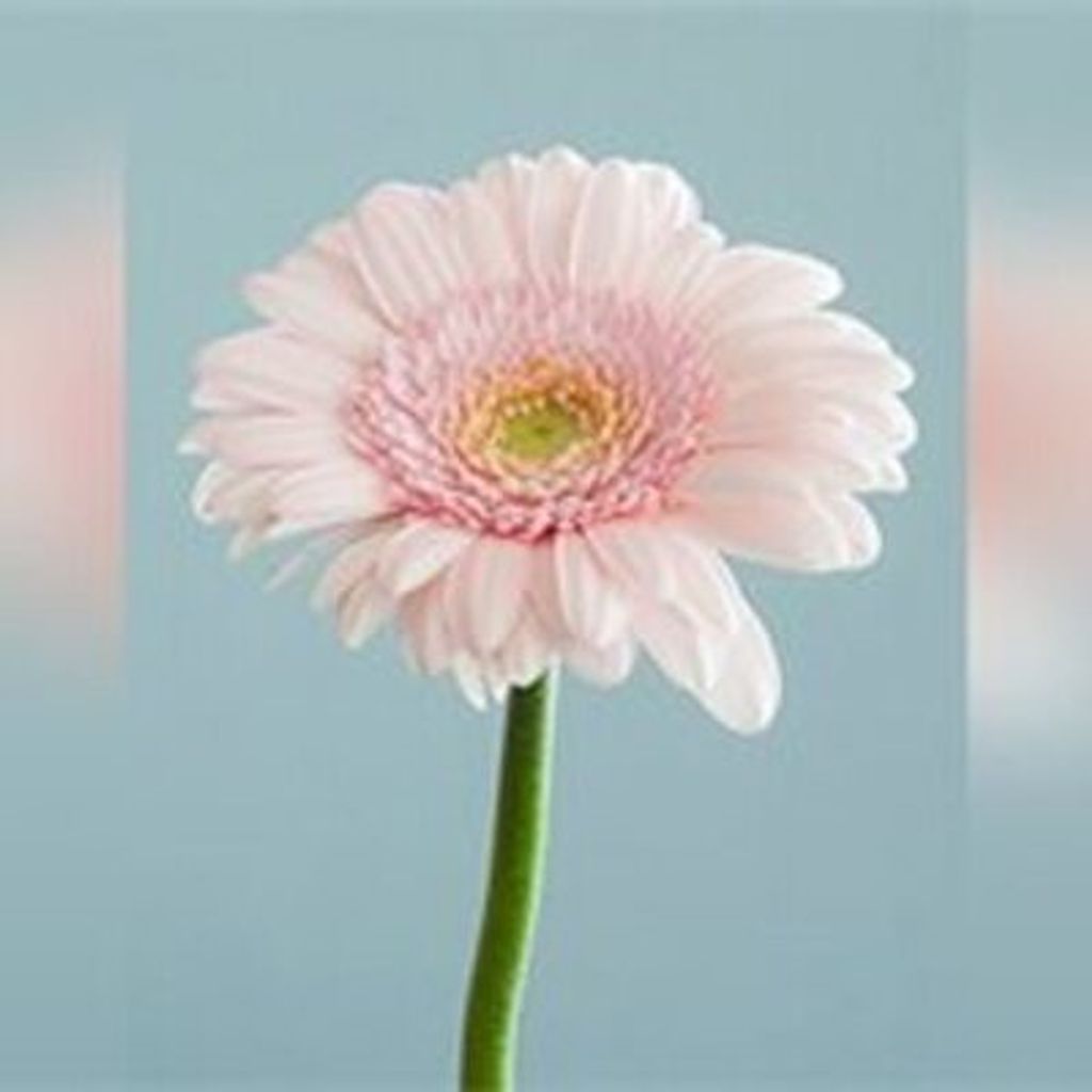 Mayrita Chich Profile Photo