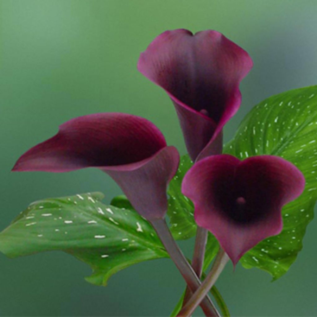 Wanda Johnson Profile Photo