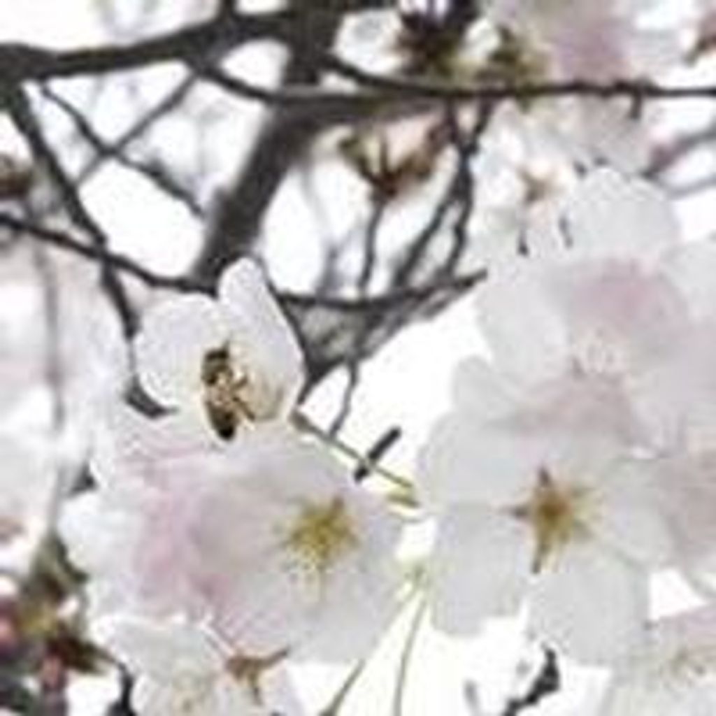 Delores  D O'Dell Profile Photo