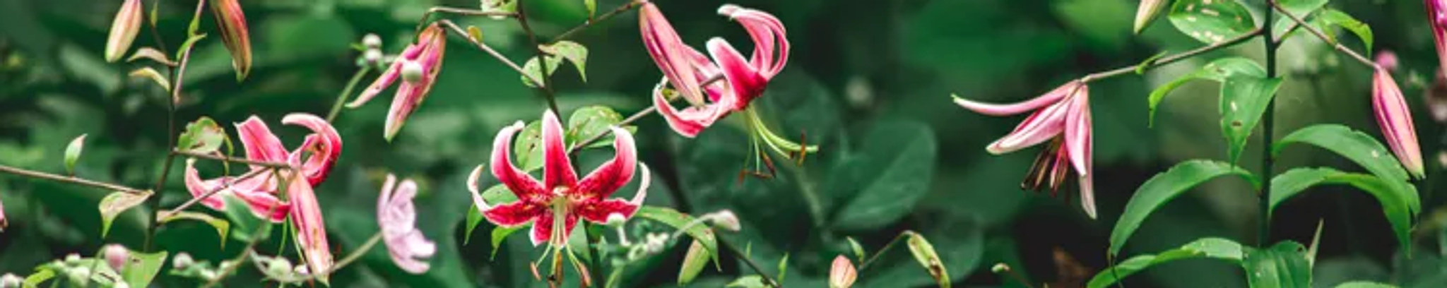 Cover photo for JoAnne Turek's Obituary