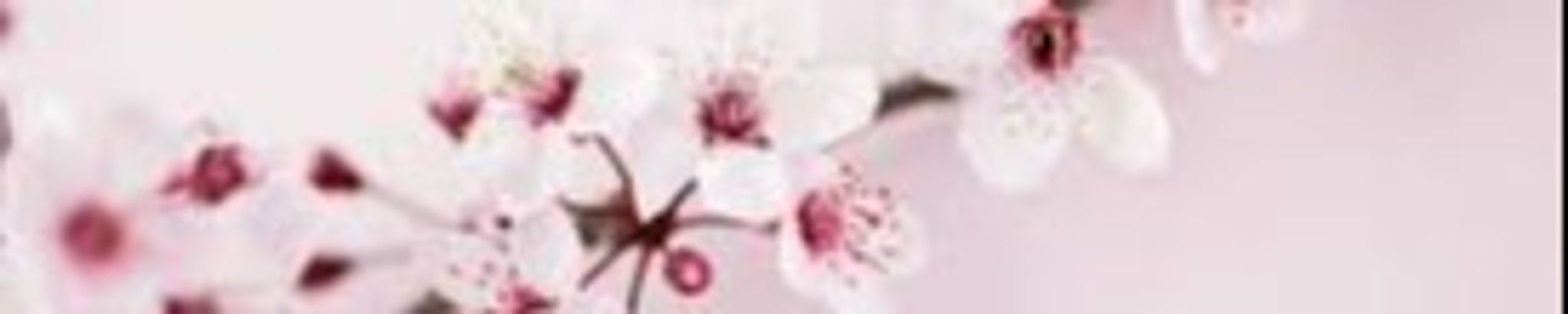 Cover photo for Shirley Geddes's Obituary