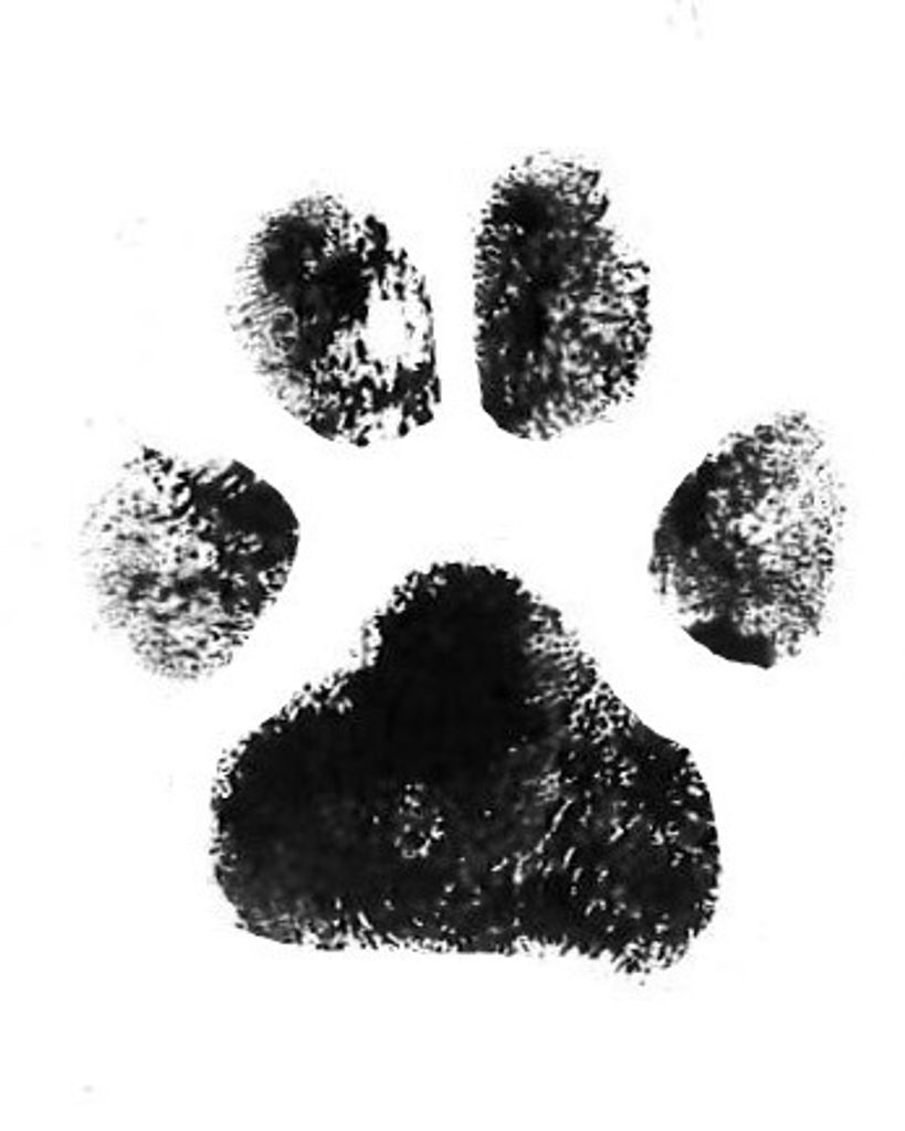 Gizmo Spesert Profile Photo