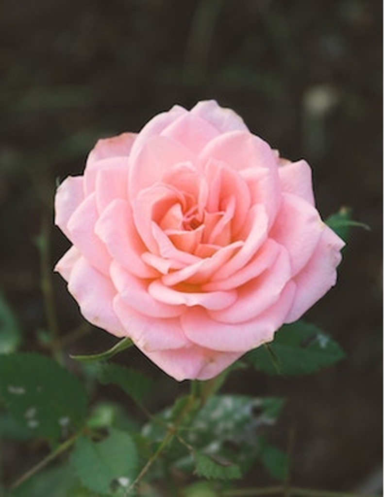 Faye Ellen (Mckibben) Harrison