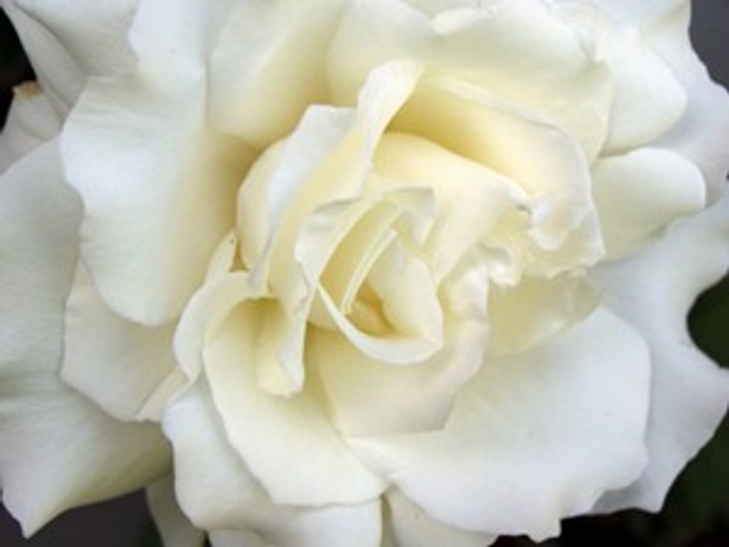 Rose Ellen Rich