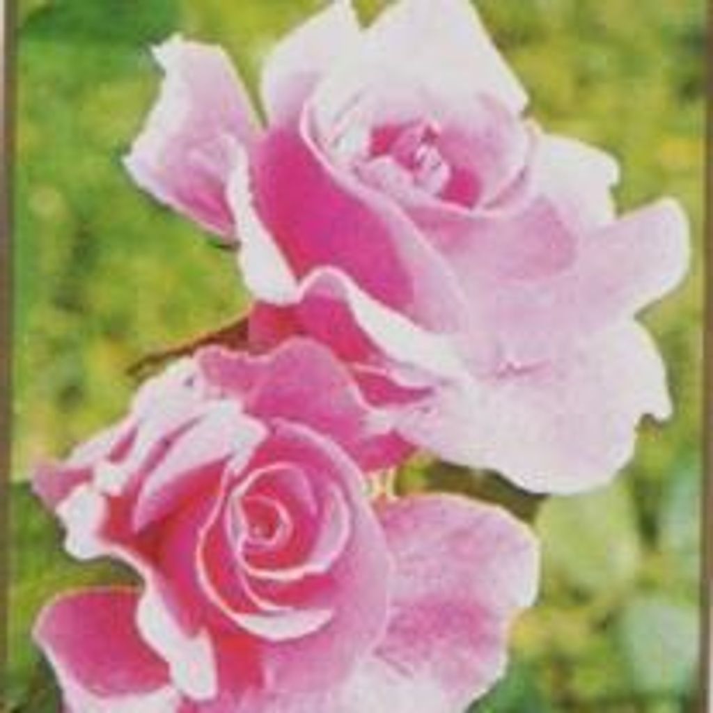 Ms Rose Valdambrini Profile Photo