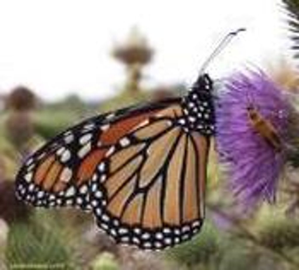 Helen Patricia "Pat" Evans