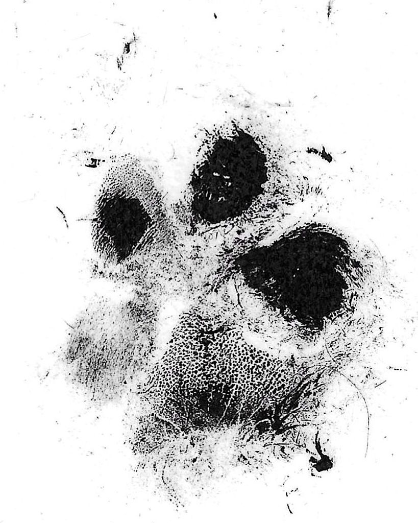 Prince Mickey Finley Profile Photo